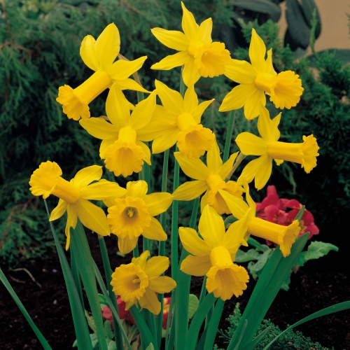 Mini Daffodil Bulbs - February Gold